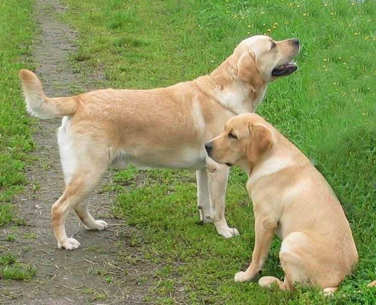 拉布拉多犬的价格多少钱一只喜欢拉布拉多犬的五个理由