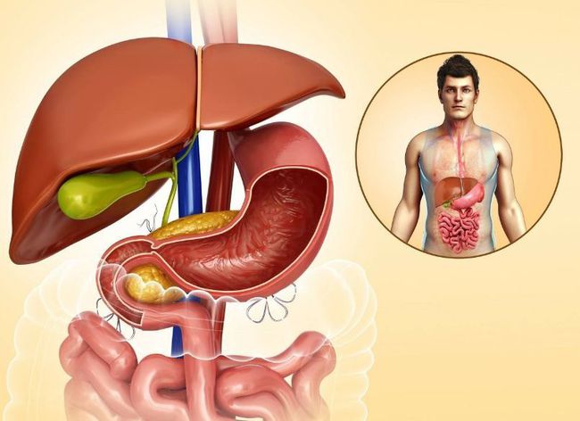 肝在什么位置图肝脏的位置在身体哪个部位