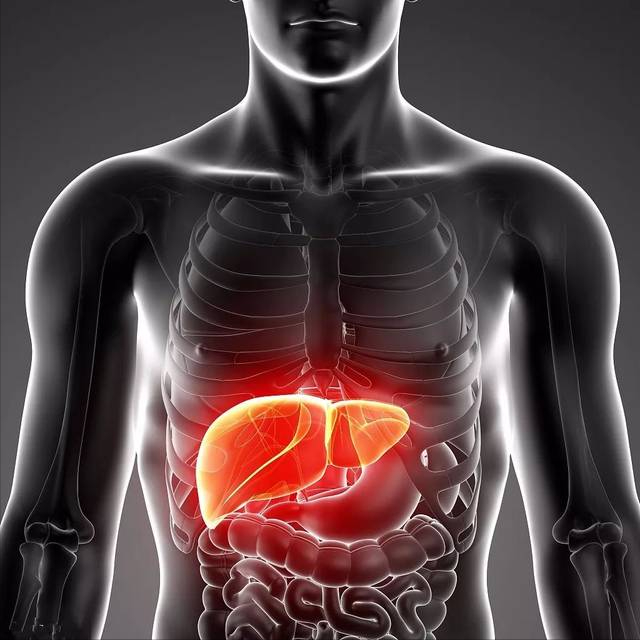 肝在什么位置图肝脏的位置在身体哪个部位