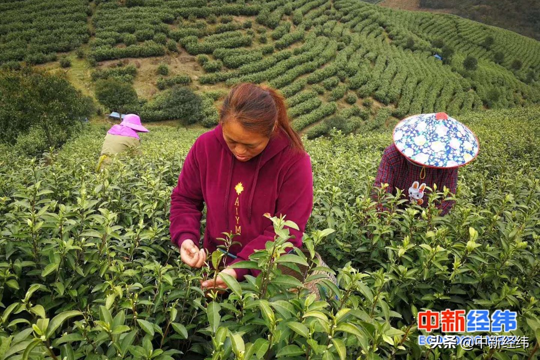 茶山镇抖音代运营报价团队(3月春茶季将至，数十万亩茶田或滞销，直播卖茶能够自救？)  第1张