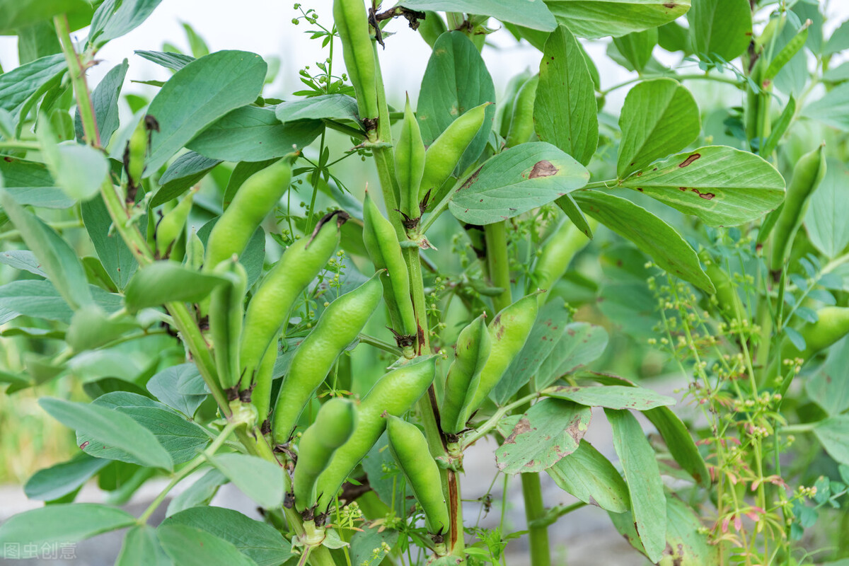 红根野蚕豆怎么养经验分享「干货-骁龙网