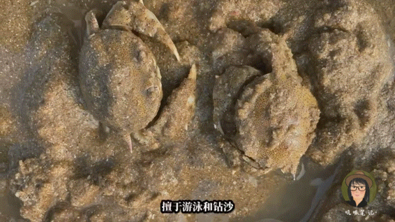 这种螃蟹极擅游泳,也善于潜沙遁地.