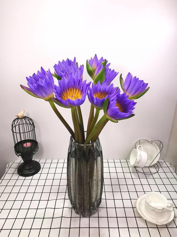 家庭睡莲插花怎么养比较好科普