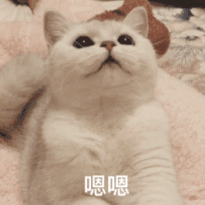 港股打新入门攻略,错过损失一个亿
