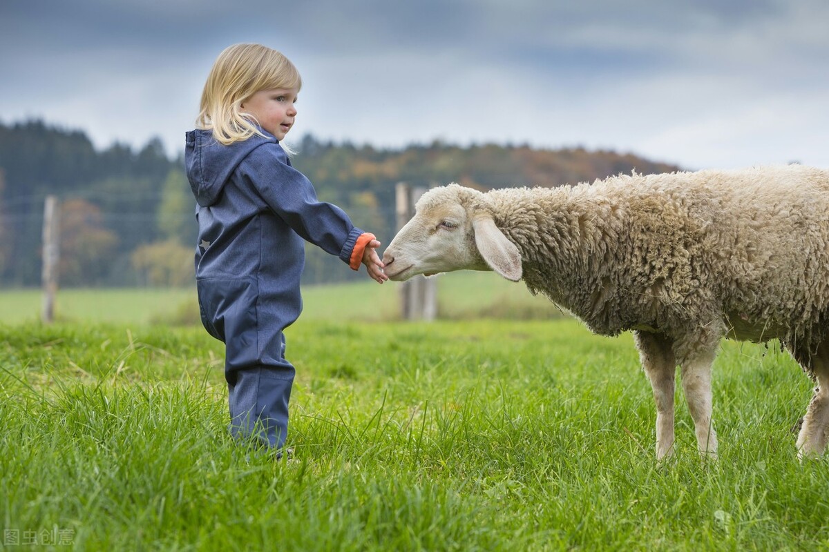 一只羊一天要吃几多草料？专家和养殖户两种说法，该信谁？