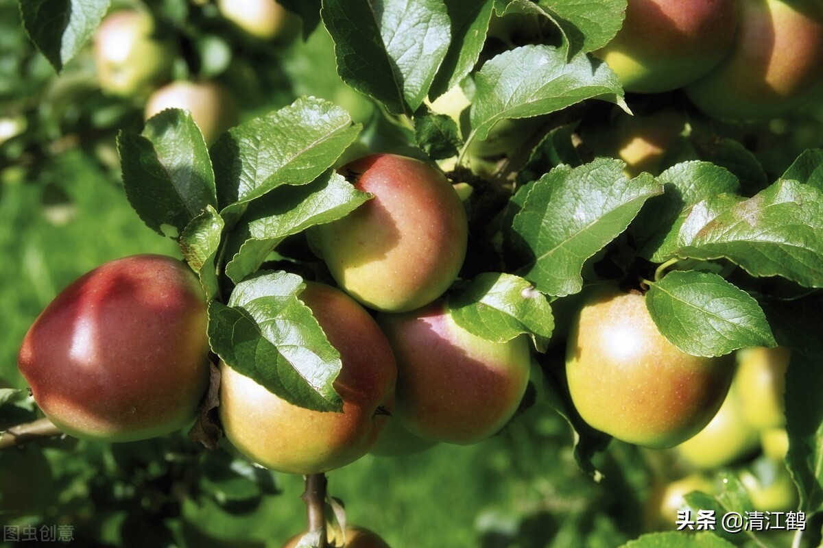 在栽培苹果时有哪些