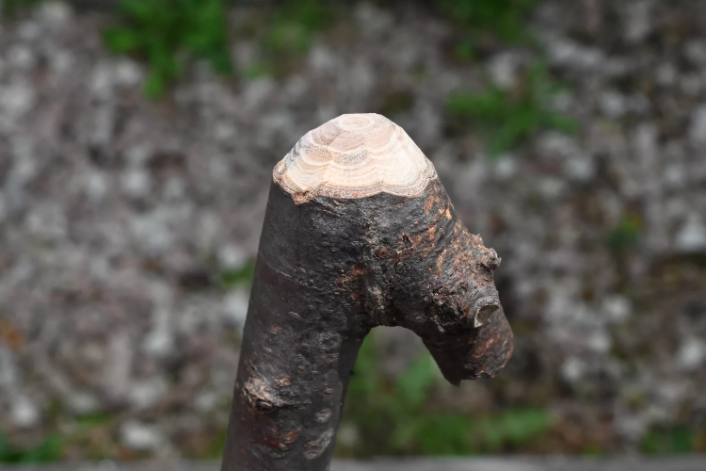 户外露营，忘记带地钉？一个简单又粗暴的办法，巧妙应对突发状况