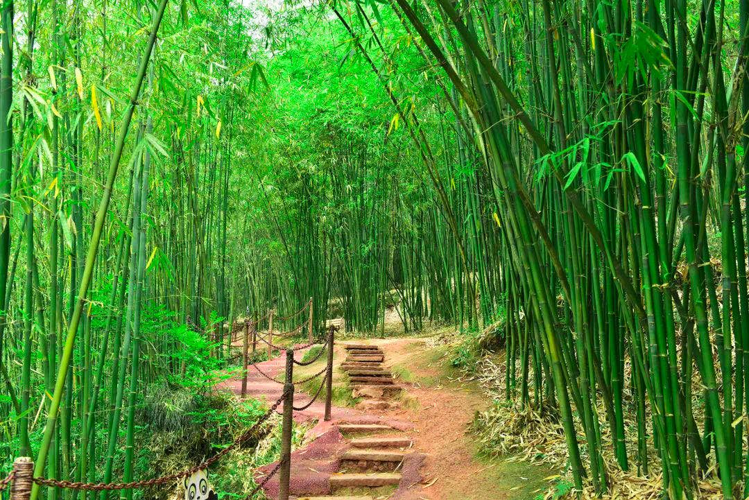 来天府川西竹海,敞开玩儿