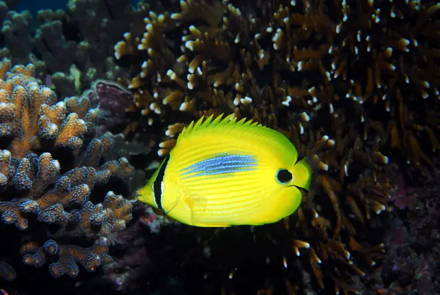 Species Encyclopedia: Blue Spot Butterflyfish - housepet| DayDayNews