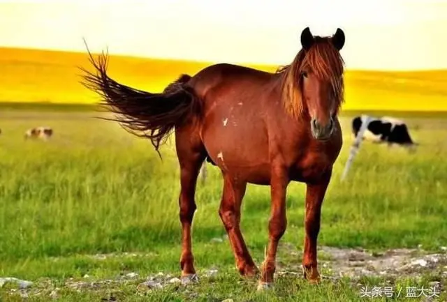 After Lu Bu died in the battle, did Cao Cao really give the Red Rabbit ...