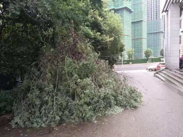 我为群众办实事：湘潭县城管执法局迅速清理倒伏树木