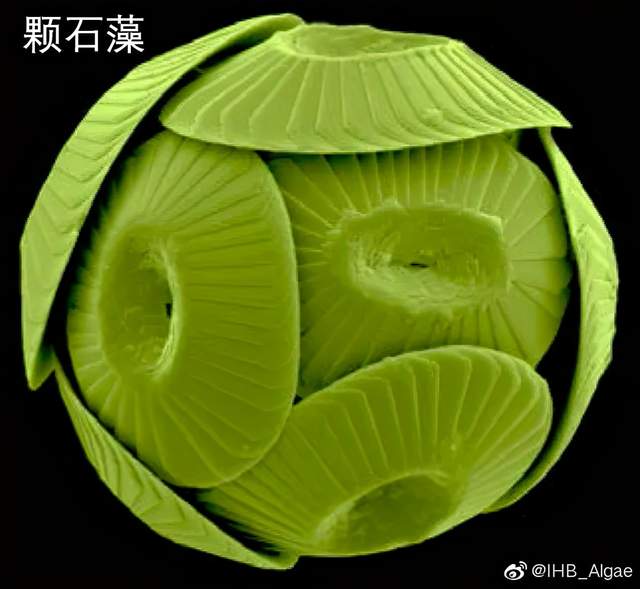 裸甲藻显微镜图图片