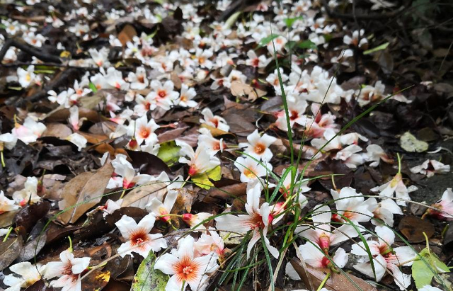 新县 穿越四季 领略金兰之美