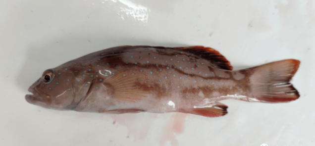 东星斑应激脱粘东星斑冻伤东星斑烂尾正常肌肉(左)