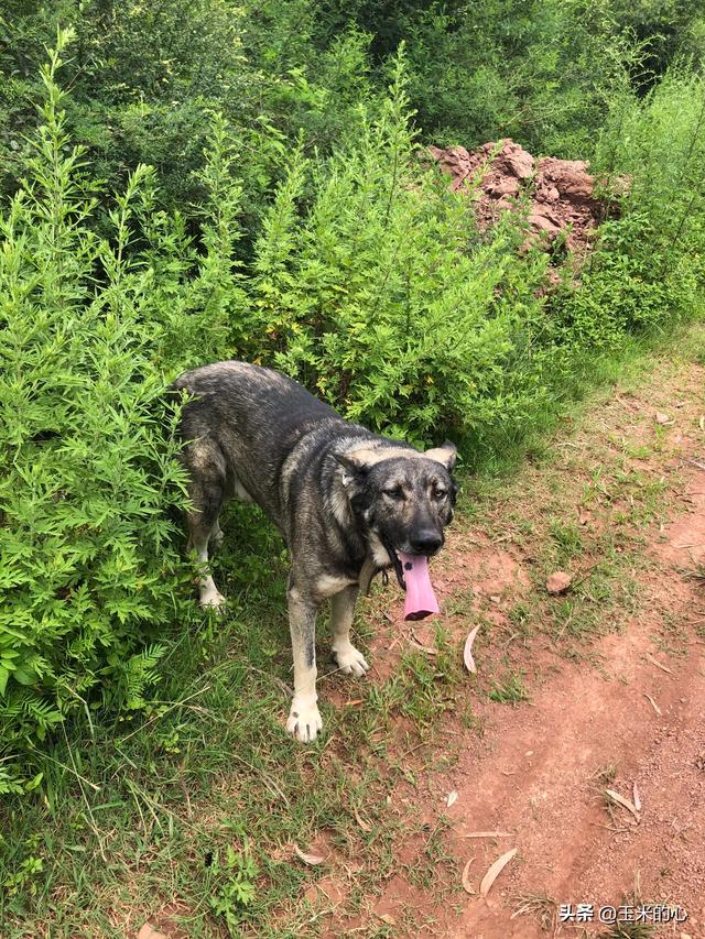 天生的"警犬"昆明犬,究竟有何过人之处?主人一训练就看出来了