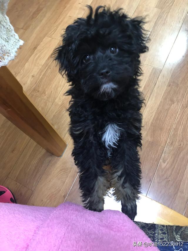 一条长着一脸雪纳瑞的泰迪狗串串狗,你们有见过吗?