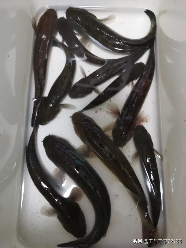 养殖场附近发现风水宝地,连上200元一斤的杜鳗,各种惊喜连连