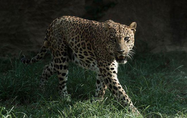 杭州第二只出逃豹子被麻醉捕获豹子出逃如果撞见该怎么逃