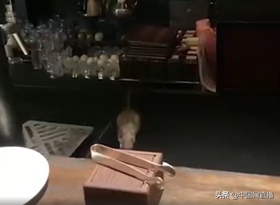 老鼠爬上餐桌上海璞丽酒店致歉 已进行内部调查