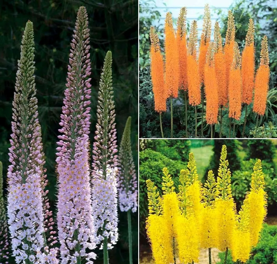 虎年有娱 春花球根foxtaillily 非常好养的球根花 开花时达到6 7英尺的高度 在花园里非常耀眼醒目 天天看点