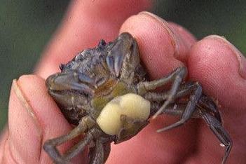 恶心寄生虫:盘点5种超恶心的恐怖寄生虫