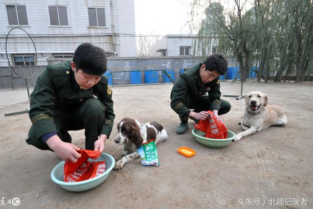 盘点全军人犬情未了13个感人瞬间，你能坚持看到第几张？-第3张图片-大千世界