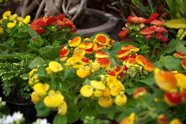 春天绽放的8种小花，随便养一盆，就能开成新风景