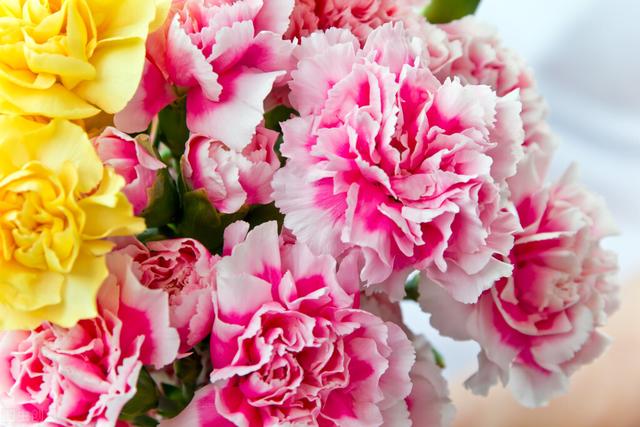 20种常见的“安全花”，家里有孕妇小孩也不怕，无毒无害很安全