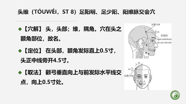 足阳明胃经与腧穴