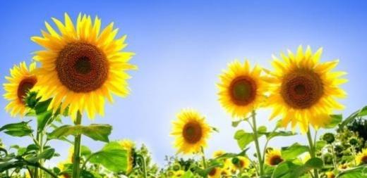 浅谈祖辈对孙辈隔代教育的几点建议