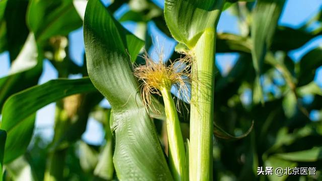 玉米须还有大用处！健康食用方法get一下