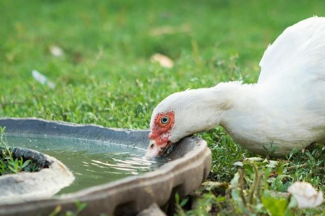 喝水会致癌？告诉你，什么水不能喝