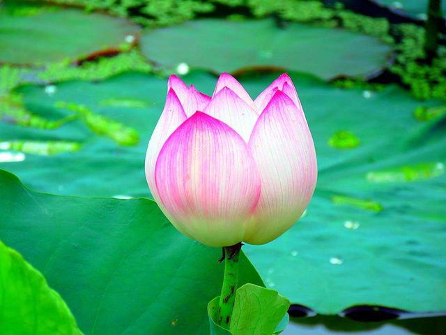 佛前供荷花代表什么的(莲花,亦曰荷花的意思)