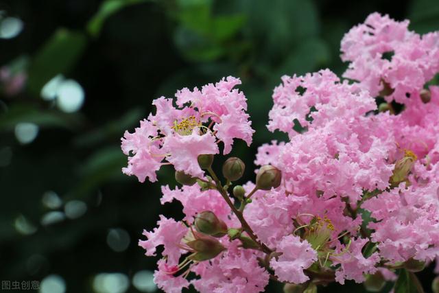 白居易紫薇花對紫微郎(紫薇花對紫微郎的意思)