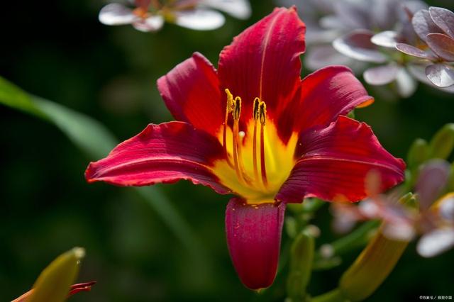 百合花被公认为吉祥之花，它是一种什么植物？有哪些主要品种？