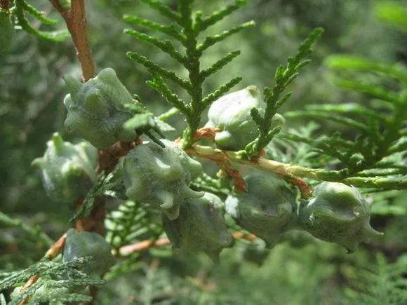 身边的本草-既可以改善失眠又可以治疗便秘