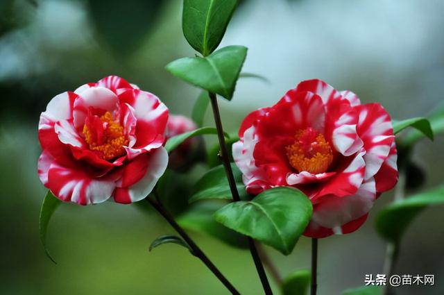 山茶花怎么养（山茶花的养殖方法和注意事项）