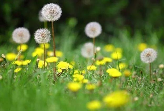 草木本能启示丨适当时机，把窝在家里的孩子“踢”出去
