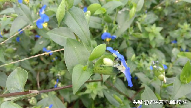 鸭跖草不是饭包草！煮水代茶喝，解决了不少人的烦恼