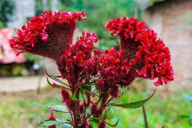 商女不知亡国恨 隔江犹唱后庭花 后庭花 到底是什么 酷生活网