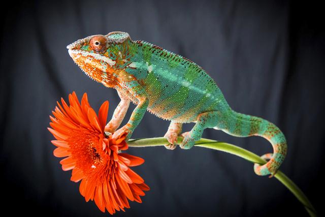 变色龙为什么会变色变色龙变色的原理是什么