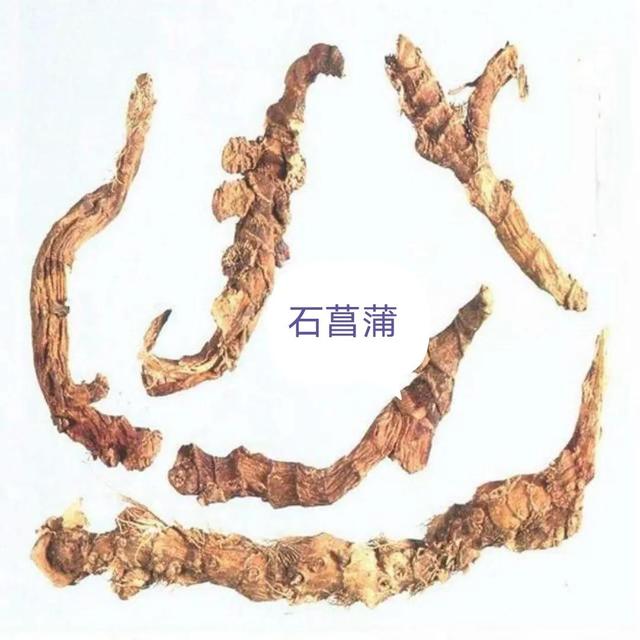 中药古今研究：石菖蒲