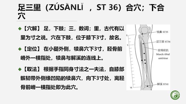 足阳明胃经与腧穴