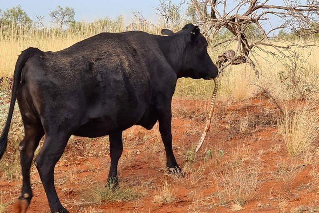 澳洲出现牛吃蛇现象！吃得蛇要怀疑人生了，是食物链要乱的先兆？