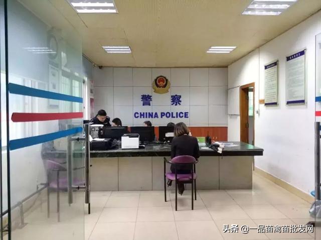 养了一批“包回收”的鸭子，我要用6年时间来“填坑”