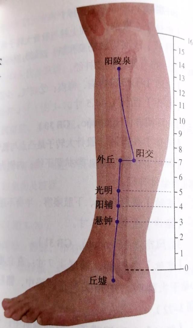 每日一穴……悬钟穴
