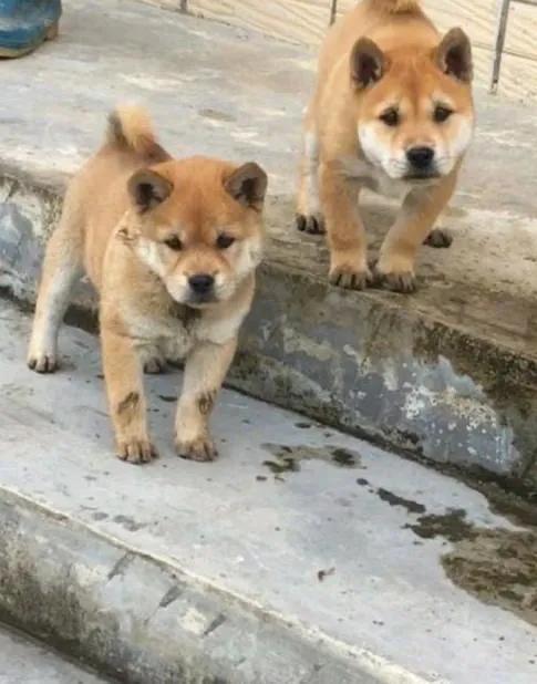 养狗趣说 古人说 大王犬 与 南斗犬 能够给人带来好运 太阳信息网