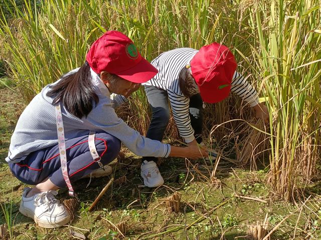 幼儿园的割水稻能手