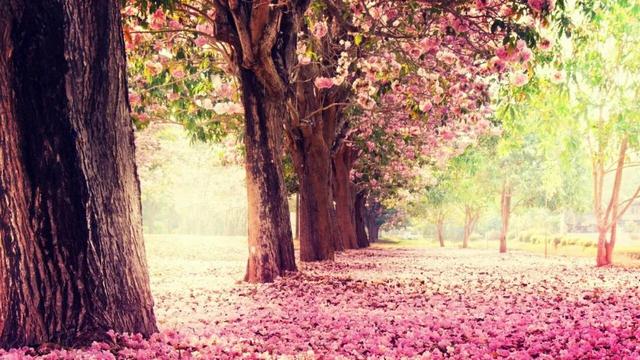 落花诗句唯美(感叹花开花落的诗词句)_手工miao