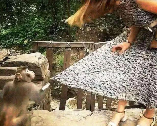 峨眉山猴子:为什么峨眉山的猴子像土匪？